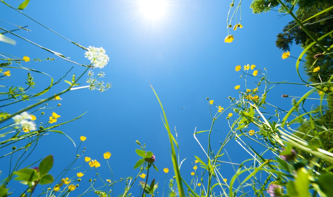 Fleurs des champs, ciel bleu et soleil d'été
