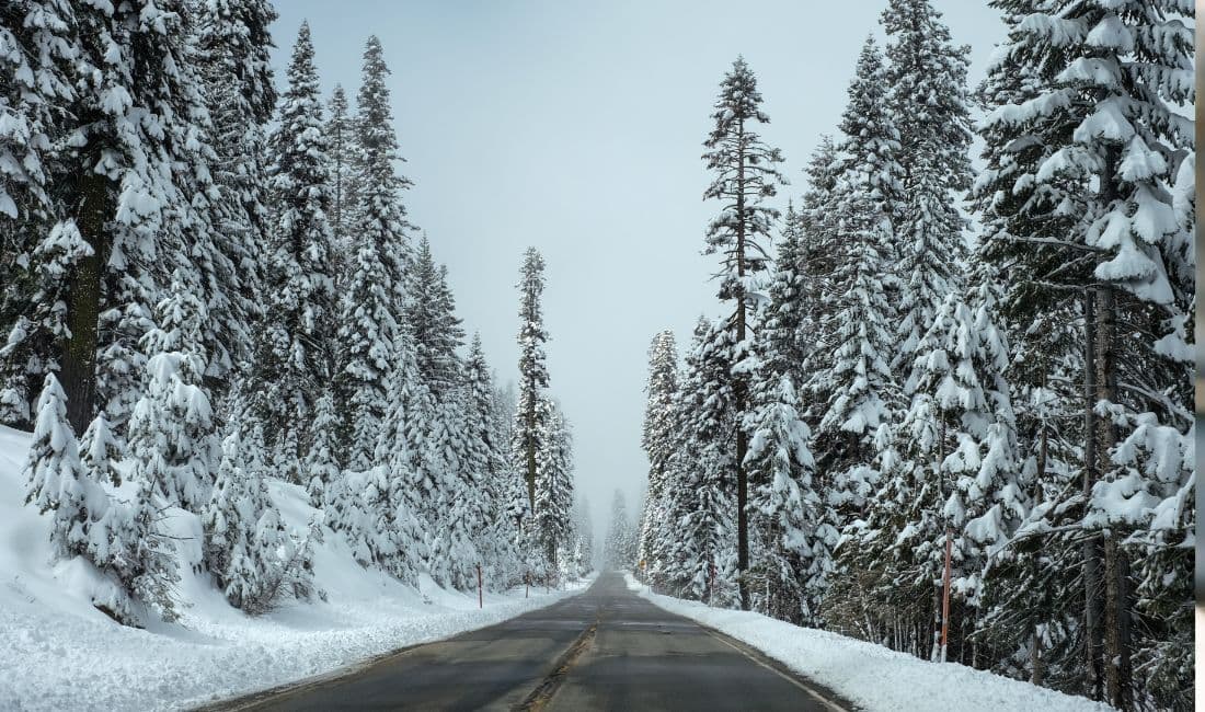 Une route enneigée bordée de sapin l'hiver