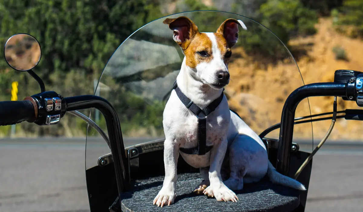 Chien assis sur le guidon d'un scooter